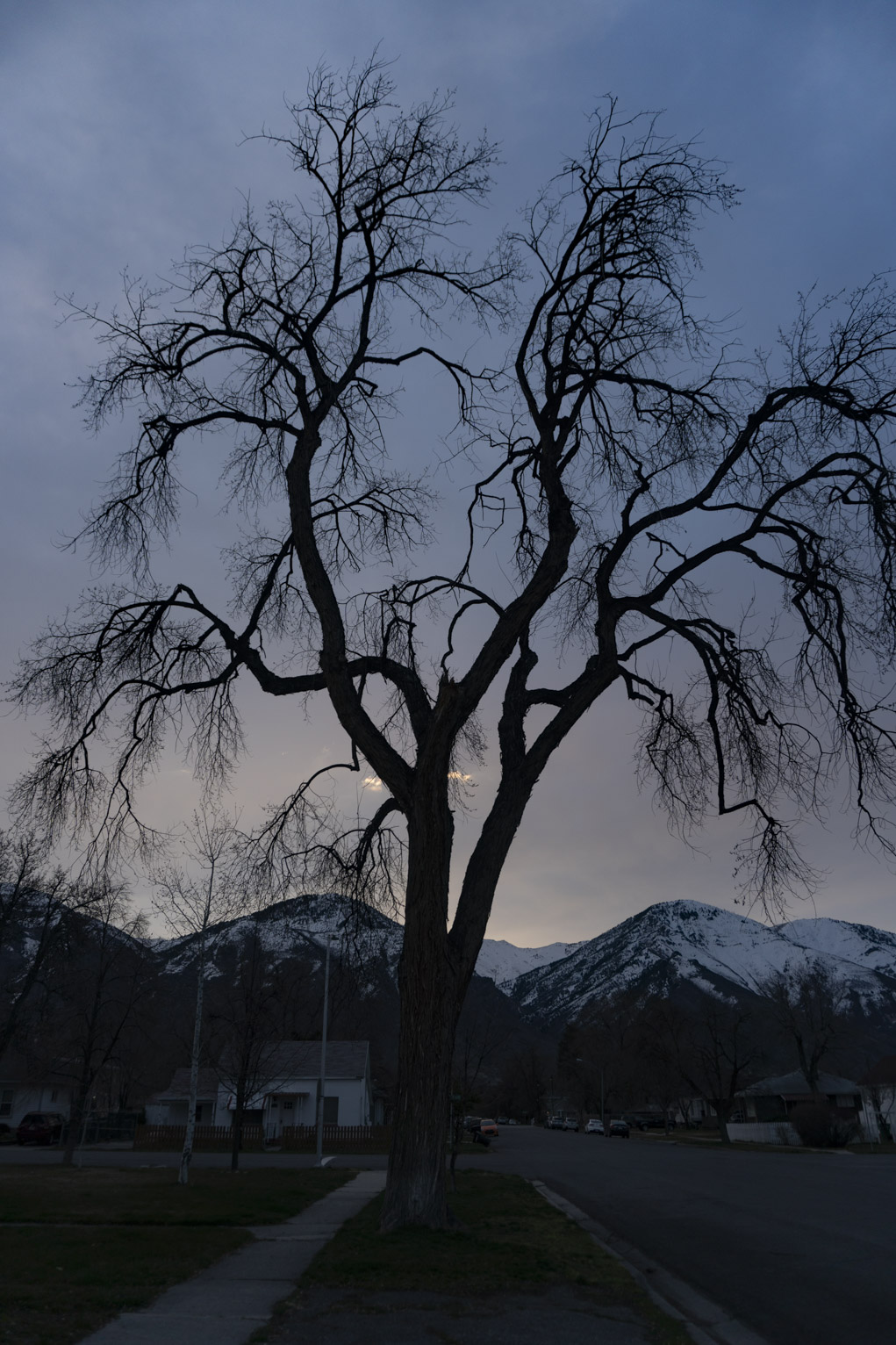 A towering cottonwood in a neighborhood